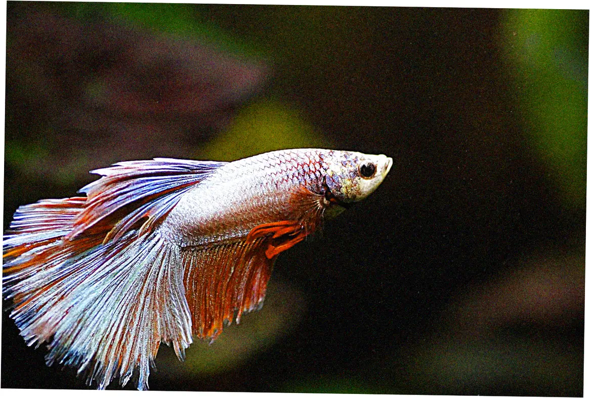 Maintaining Your Aquarium for Sustained Positive Qi